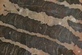 Polished Stromatolite (Inzeria) Section - Million Years #130662-1